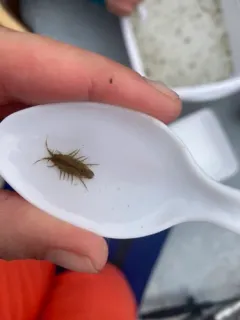 Synidotea nebulosa thumbnail 1