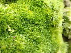 Roell's Brotherella Moss thumbnail 2