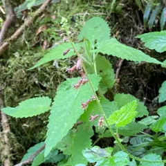 Piggyback Plant thumbnail 4