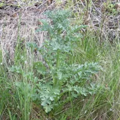 ragwort thumbnail 4