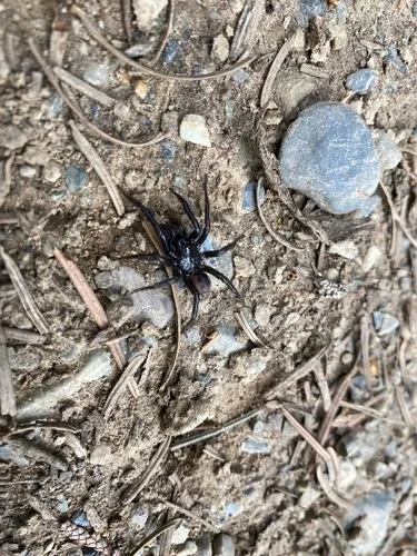 Antrodiaetus cerberus