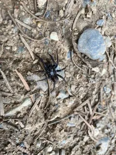 Antrodiaetus cerberus thumbnail 1