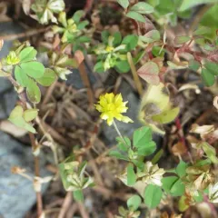 Lesser hop trefoil thumbnail 3