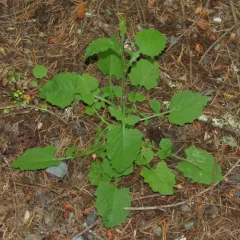 nipplewort thumbnail 2