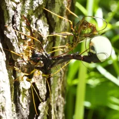 Black Giant Ichneumonid Wasp thumbnail 3