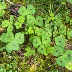 Spotted medick thumbnail 2