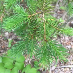 white spruce thumbnail 2