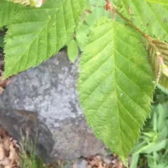 yellow birch thumbnail 4