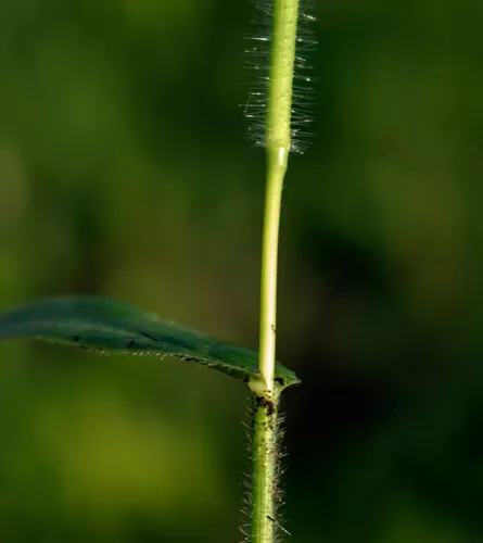 Leiberg's Rosette Grass