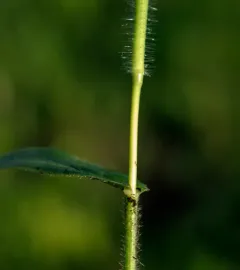 Leiberg's Rosette Grass thumbnail 1