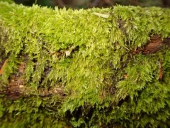 Roell's Brotherella Moss thumbnail 3