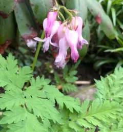 Fringed Bleeding Heart thumbnail 2