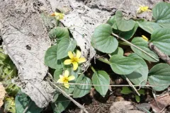 Utah violet thumbnail 4