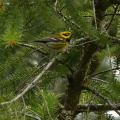 Townsend's Warbler thumbnail 4