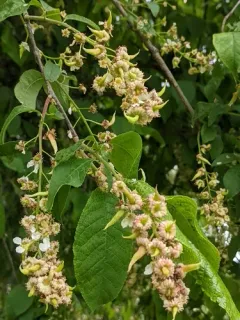 Bird-Cherry Pocket thumbnail 2