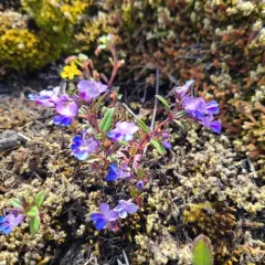 Giant Blue-eyed Mary thumbnail 2