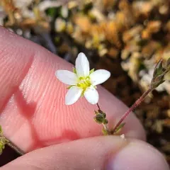 Slender Stitchwort thumbnail 4