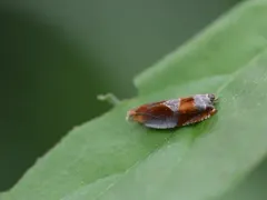 Raspberry Leaffolder Moth thumbnail 3