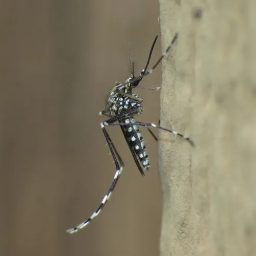 Western Treehole Mosquito
