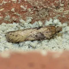Black-smudged Chionodes Moth thumbnail 2