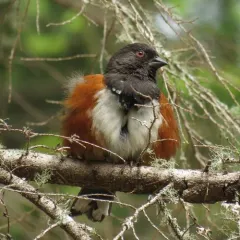 Spotted Towhee thumbnail 4