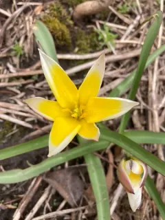 Late Tulip thumbnail 3