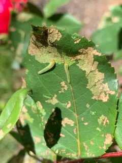 Rose Slug Sawfly thumbnail 2
