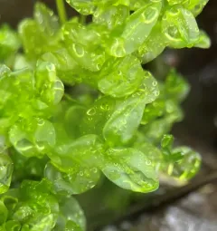 Marsh Thyme-moss thumbnail 3