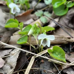 sweet white violet thumbnail 3