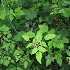 whitebark raspberry thumbnail 2