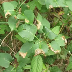Lilac Leafminer Moth thumbnail 2