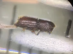 Eastern Fivespined Ips thumbnail 3