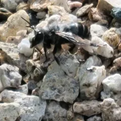 Pacific Digger Bee thumbnail 2