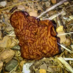 False Morel thumbnail 3