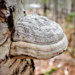 Hoof Fungus thumbnail 3