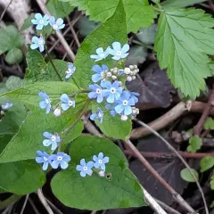 Siberian bugloss thumbnail 2