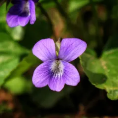 common blue violet thumbnail 4