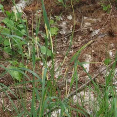 Epichloe typhina thumbnail 4