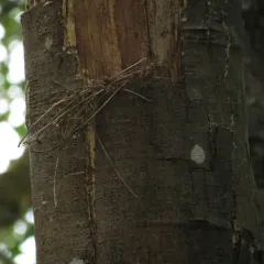 Brown Creeper thumbnail 4
