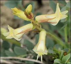 Beckwith's Milkvetch thumbnail 2