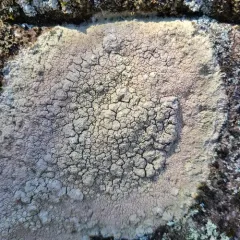 Crater Lichen thumbnail 2