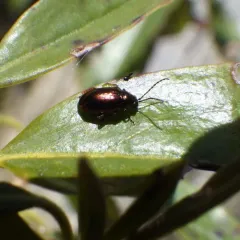 Altica kalmiae thumbnail 1