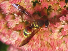 Euodynerus annulatus thumbnail 3