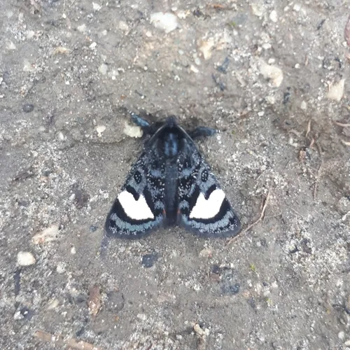 Grapevine Epimenis Moth