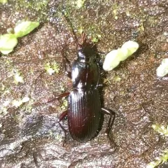 Pterostichus amethystinus thumbnail 4