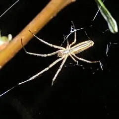 Tetragnatha versicolor thumbnail 2