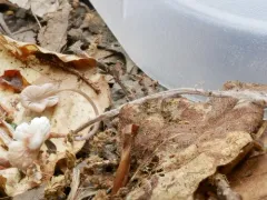 Marasmiellus praeacutus thumbnail 1