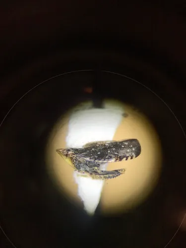 Yellow-faced Leafhopper