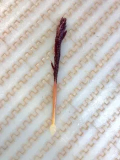 Pennatula aculeata thumbnail 2