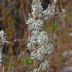 Canadian serviceberry thumbnail 3